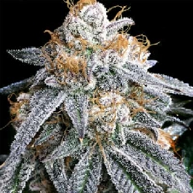 Purple Punch S1 > Elev8 Seeds